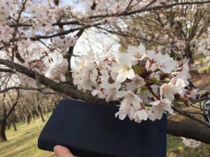 ココマイスターの長財布【ナポレオンカーフ・アレッジドウォレット】とともに、小金井公園で花見してきました